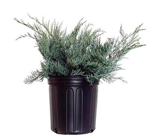 A potted Juniperus virginiana `Grey Owl Red Cedar` with soft, silvery-grey foliage.