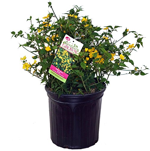 A potted Kerria Japonica 'Golden Guiena' with vibrant yellow flowers and green foliage.