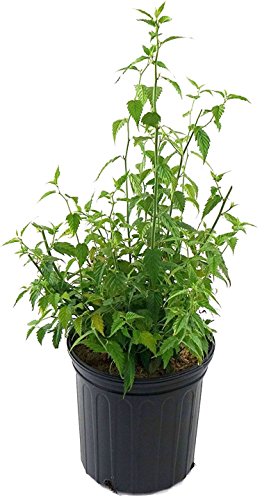 A potted Kerria Japonica 'Golden Guiena' with vibrant yellow flowers and green foliage in garden pot with whit background