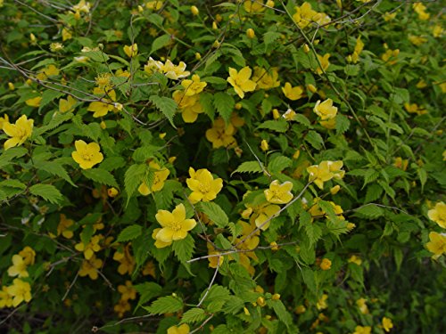 A potted Kerria Japonica 'Golden Guiena' with vibrant yellow flowers and green foliage with yellow flower