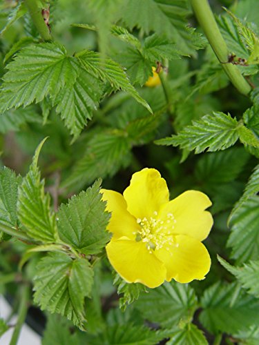 A potted Kerria Japonica 'Golden Guiena' with vibrant yellow flowers and green foliage with yellow flower close up