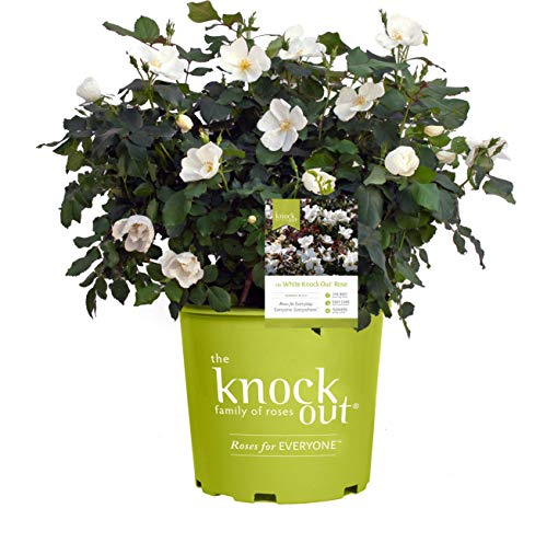 A potted Knock Out® Rose with green leaves and white flowers, in a bright green container with the brand name printed on it.