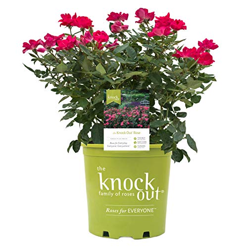 A potted Knock Out rose with vibrant pink blooms and green foliage, labeled for easy care and suitable for zones 4-8.