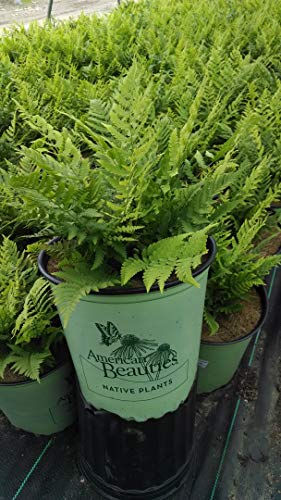 A potted Leather Wood Fern plant with lush green foliage, packaged for sale.