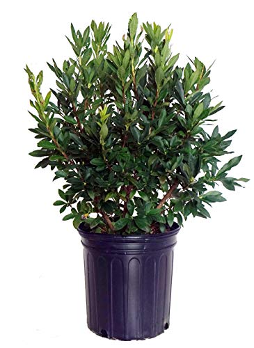 A potted Lemon Drop Swamp Azalea with green leaves and a purple pot.