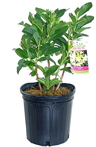 A potted Lemon Lights Azalea plant with green leaves, tagged by Green Promise Farms.