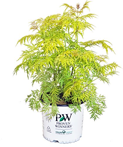 A potted Lemony Lace Elderberry plant with golden yellow thread-like foliage.