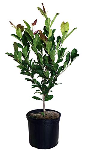 A potted Leonard Messel Magnolia tree with green leaves and budding flowers.