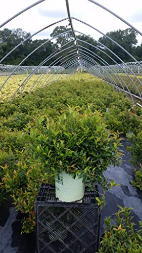 A potted Leucothoe shrub with green foliage, ready for planting, situated on a shelf in a garden center.