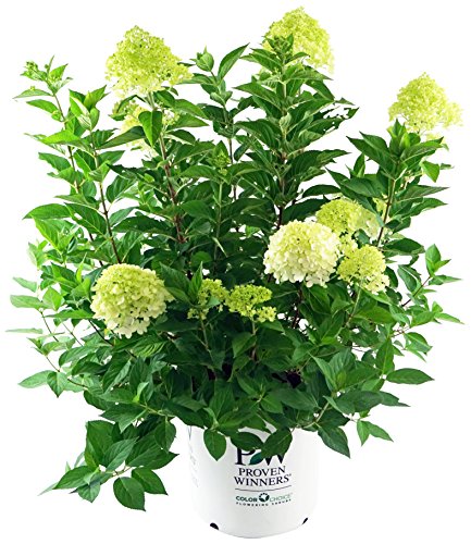 A potted Limelight Hydrangea plant with green and white flowers.