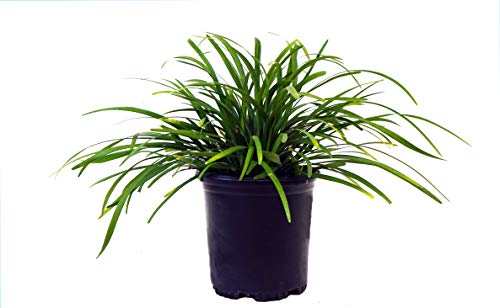 A potted Liriope muscari 'Big Blue' with dark green foliage and racemes of lavender flowers.
