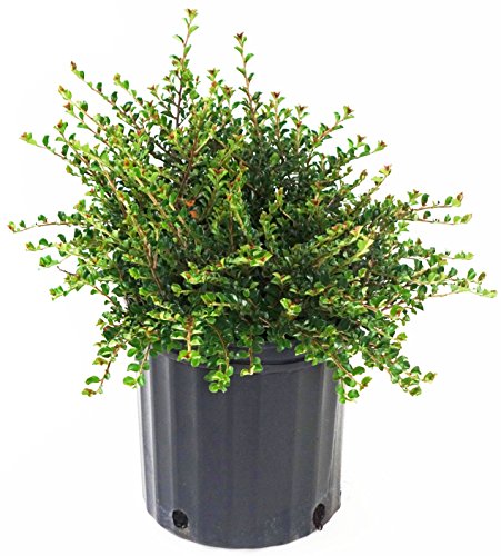 A potted Little Gem Cotoneaster with green and red foliage, intended for gardening.