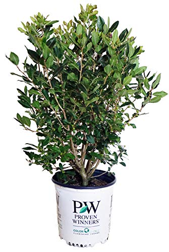 A potted 'Little Goblin Red Winterberry' shrub with rich-red berries and green leaves, placed against a white background with a logo at the bottom.