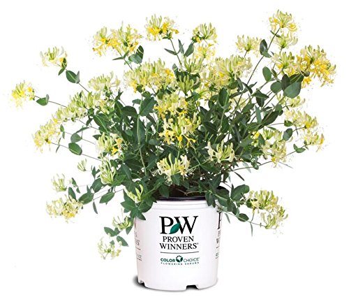 A potted Lonicera peric 'Scentsation' plant with fragrant yellow flowers, branded by Proven Winners.