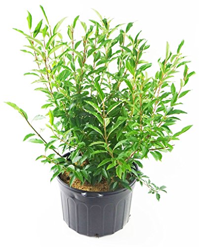 A potted Lynwood Gold Forsythia plant with arching branches and yellow-green leaves, suitable for hedging and live plant enthusiasts.