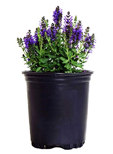 A potted Marcus Meadow Sage plant with purple flowers and green foliage, suitable for lawn and patio environments.