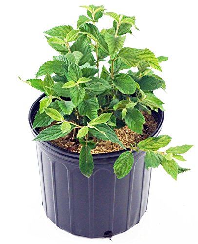 A potted Mariesii Viburnum shrub with green leaves, suitable for planting in USDA Zones 5-8.