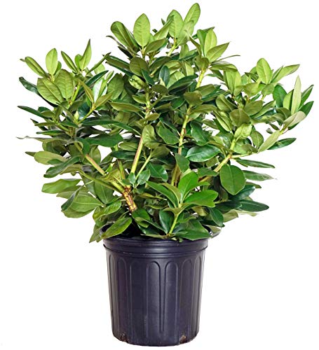 A potted Minnetonka Rhododendron with green leaves and purple flowers, presented against a white background.