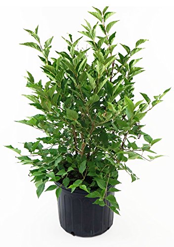 A potted Miss Kim lilac shrub with green foliage.