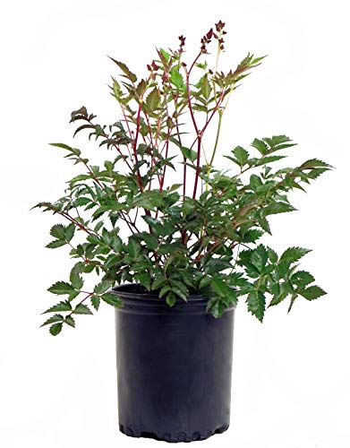A potted Montgomery Astilbe plant with green leaves and red flower spikes.