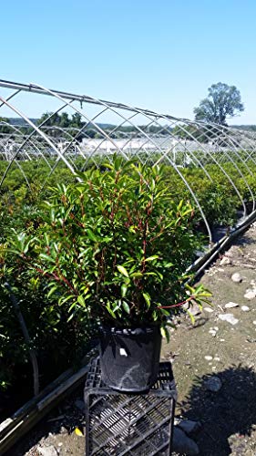 A potted Mountain Laurel plant with green leaves and red stems, ready for planting.