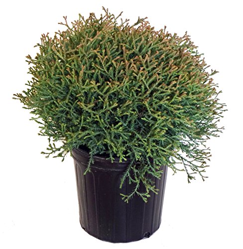 A potted Mr. Bowling Ball® American Arborvitae evergreen shrub with dense, rounded green foliage.