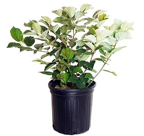 A potted Mt. Airy Fothergilla with green leaves and white flowers, identified as the Mt. Airy Fothergilla, placed against a white background.