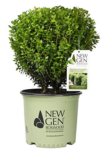 A potted NewGen Freedom Boxwood plant with medium green foliage, packaged with a label showing the brand and variety name.
