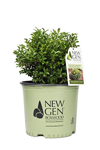 A potted NewGen Independence Boxwood plant with vibrant green foliage, packaged with a label displaying the brand name and website.