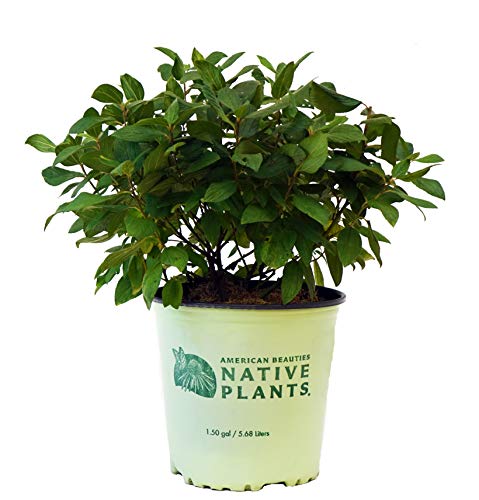 A potted New Jersey Tea shrub with green leaves and no flowers, placed against a white background.