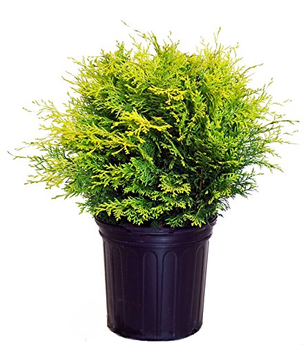 A potted 'Night Light' Hinoki Cypress with yellow-green foliage, growing in a black container.