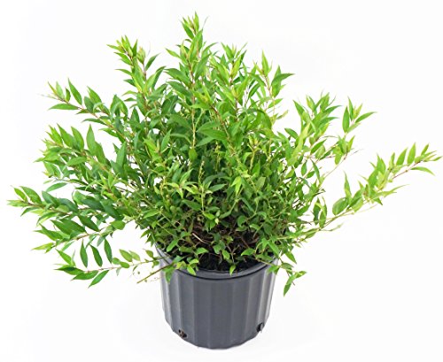 A potted Nikko Deutzia plant with small, light to medium green foliage and abundant white blooms, delivered in a 2-gallon trade pot.