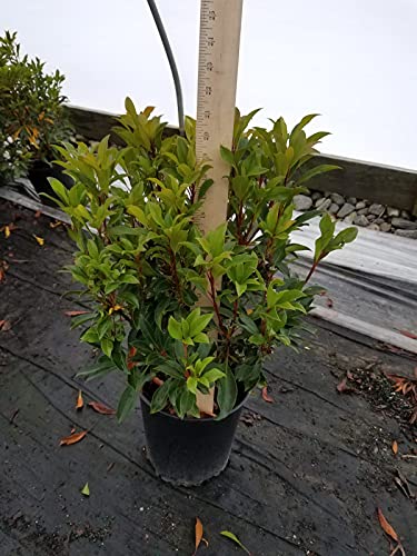 A potted 'Nipmuck' Mountain Laurel plant with green leaves, ready for planting.