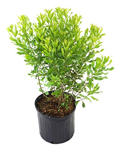 A potted Northern Bayberry plant with green foliage.