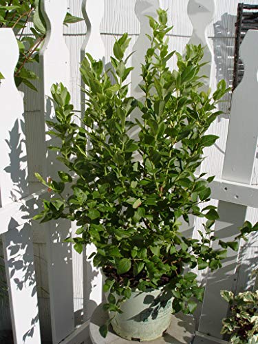 A potted Northland Blueberry plant with green foliage, suitable for landscaping.