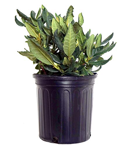 A potted Nova Zembla rhododendron plant with green foliage.