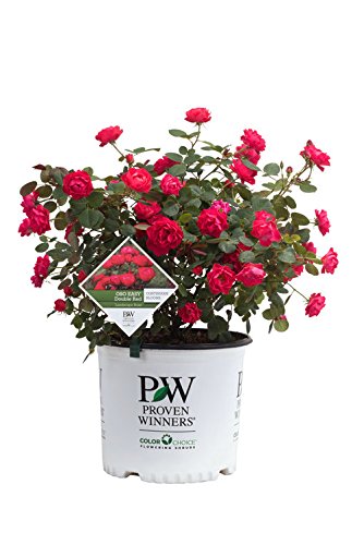A potted Oso Easy Double Red Landcape Rose with vibrant red flowers and dark green foliage.