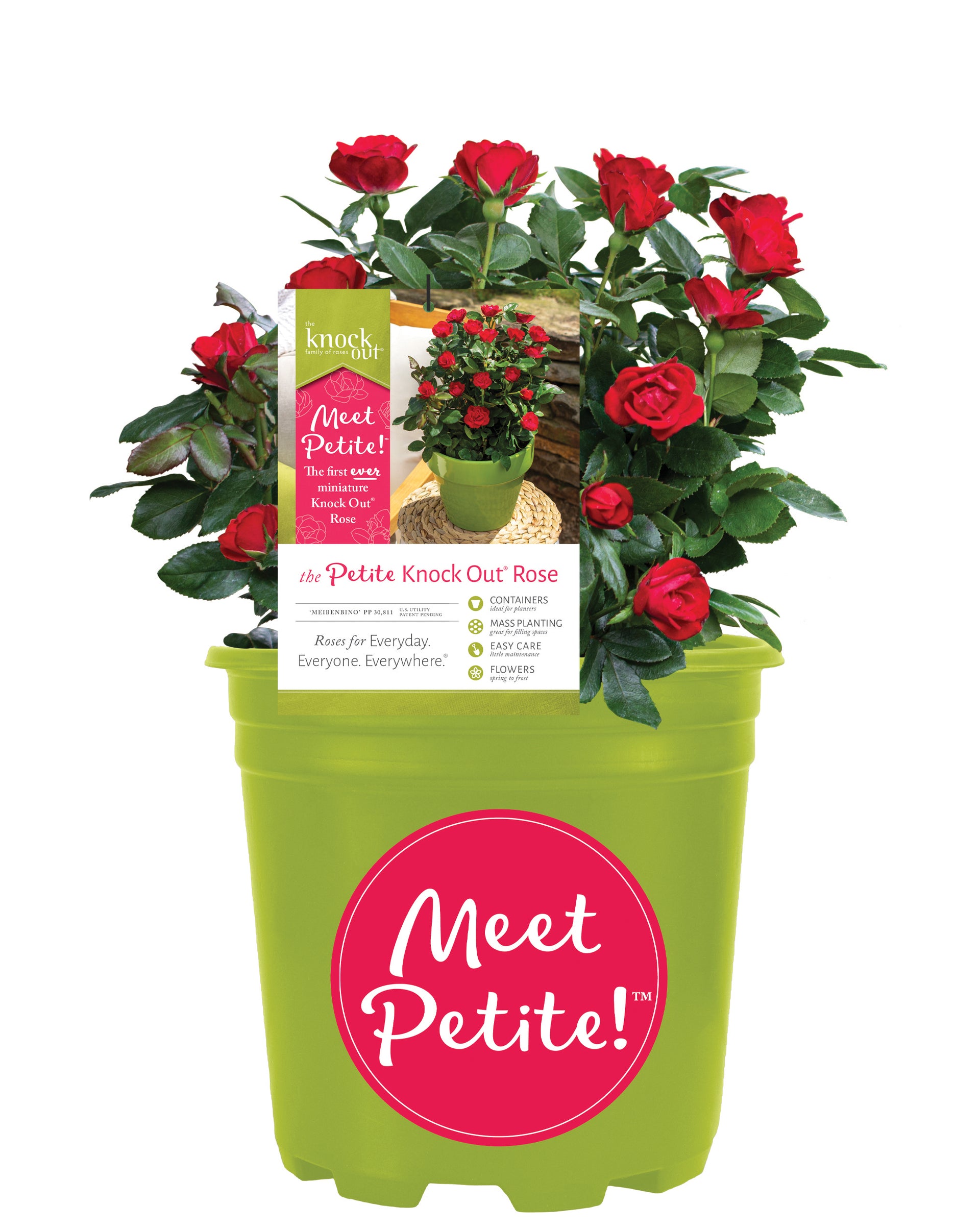 can potted roses be planted outside Petite Knock Out® Minature Rose – Green Promise Farms