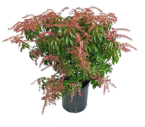 A potted Pieris japonica 'Dorothy Wycoff' with dark green foliage and pink flower buds.
