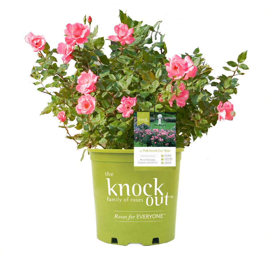 A potted Pink Knock Out® Rose with multiple pink blooms, placed in a green pot with the 'Knock Out® family of roses' logo.