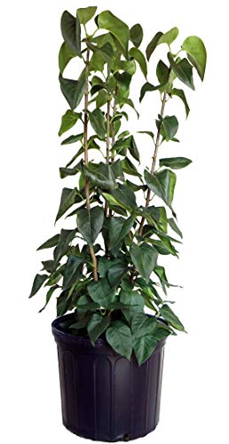 A potted Primrose Lilac plant with green leaves and stems, ready for planting.