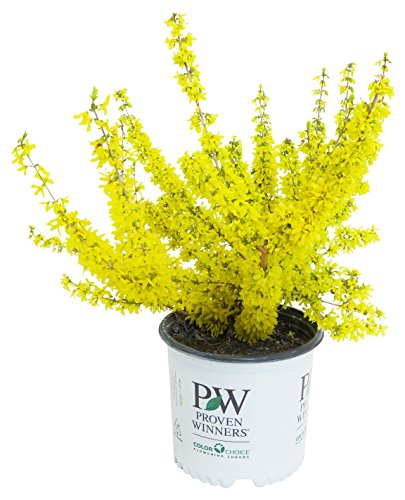 A potted Proven Winners Forsythia plant with bright yellow flowers and green foliage.