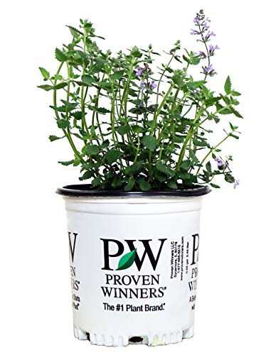 A potted Proven Winners catmint plant with blue flowers and green foliage, labeled with the brand and product information.