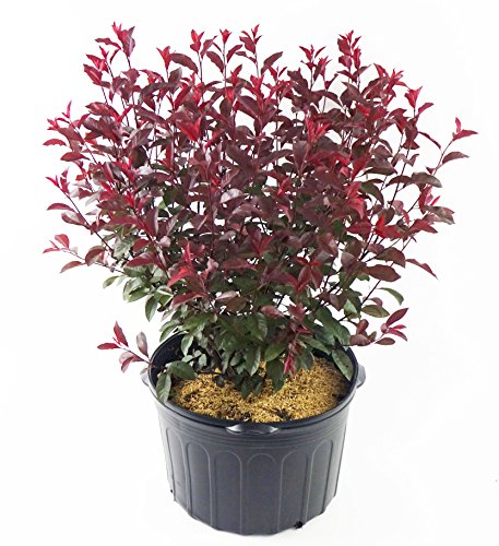 A potted Purpleleaf Sandcherry (Prunus cistena) with purple and red foliage, delivered in a black trade pot.