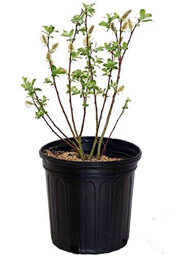 A potted Pussy Willow plant with green foliage and red-brown stems, delivered in a black container.