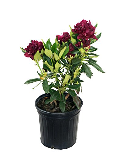 A potted Rhododendron plant with glossy dark green foliage and deep red flowers.