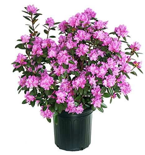 A potted Rhododendron plant with purple flowers.