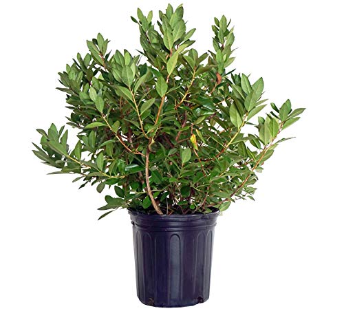 A potted Rhododendron x 'Olga Mezitt' with green foliage and clear, deep pink blossoms.