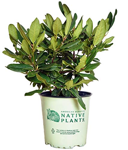 A potted Rosebay Rhododendron plant with green leaves, labeled as 'American Beauties Native Plants'.