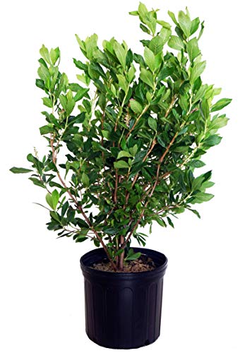 A potted Ruby Spice Summersweet plant with green leaves and reddish-pink flower spikes.